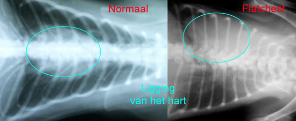 Een normale borstholte en een flatchest bij twee verschillende kittens